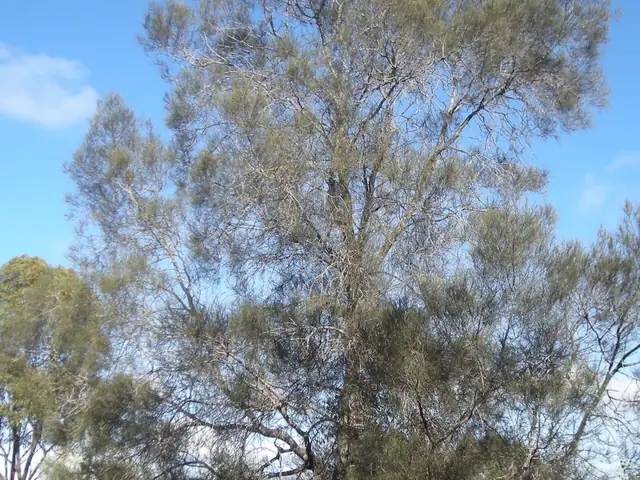 Buloke, Victoria