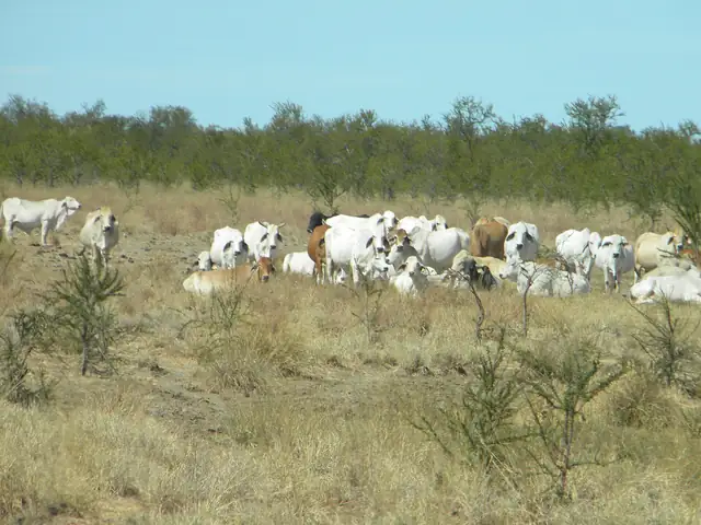 Carpentaria, Queensland